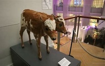 Kaksipäinen vasikka